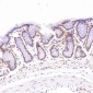 Anti-ACE2 Rabbit Monoclonal Antibody